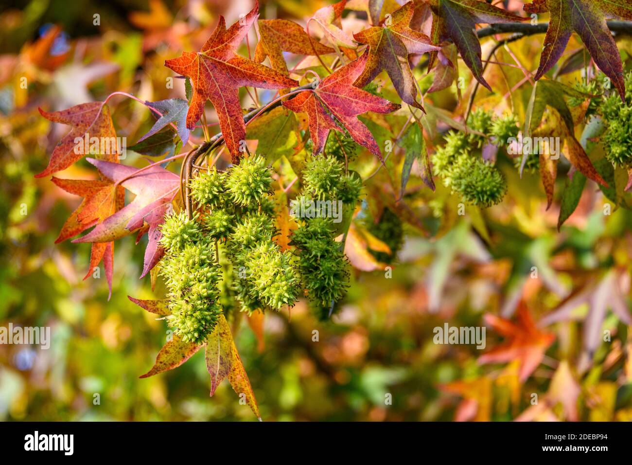 Closeup of American Sweet Gum tree turning colors in the fall, spiky