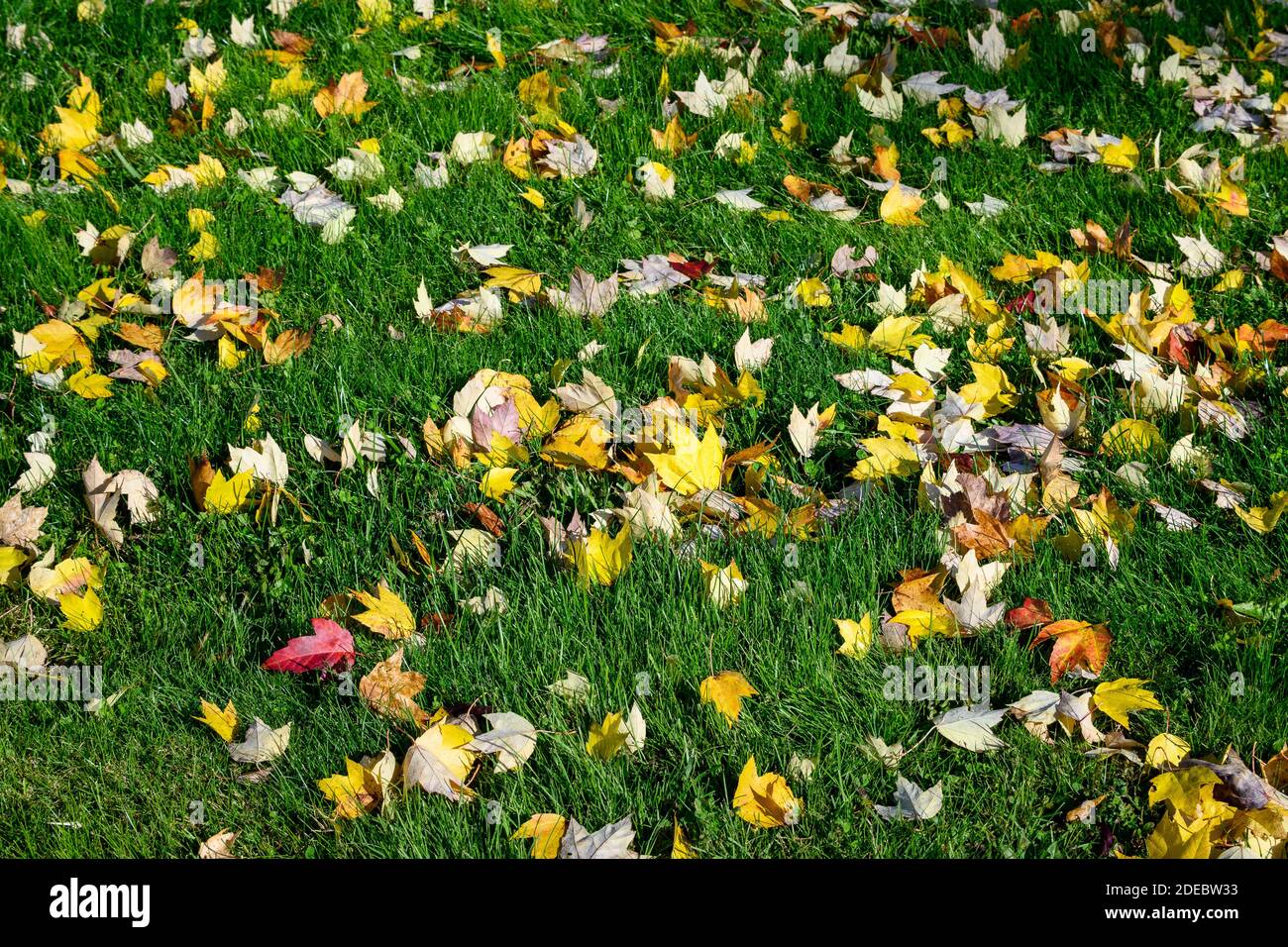 Fallen colorful fall leaves on a lush green lawn on a sunny fall day ...