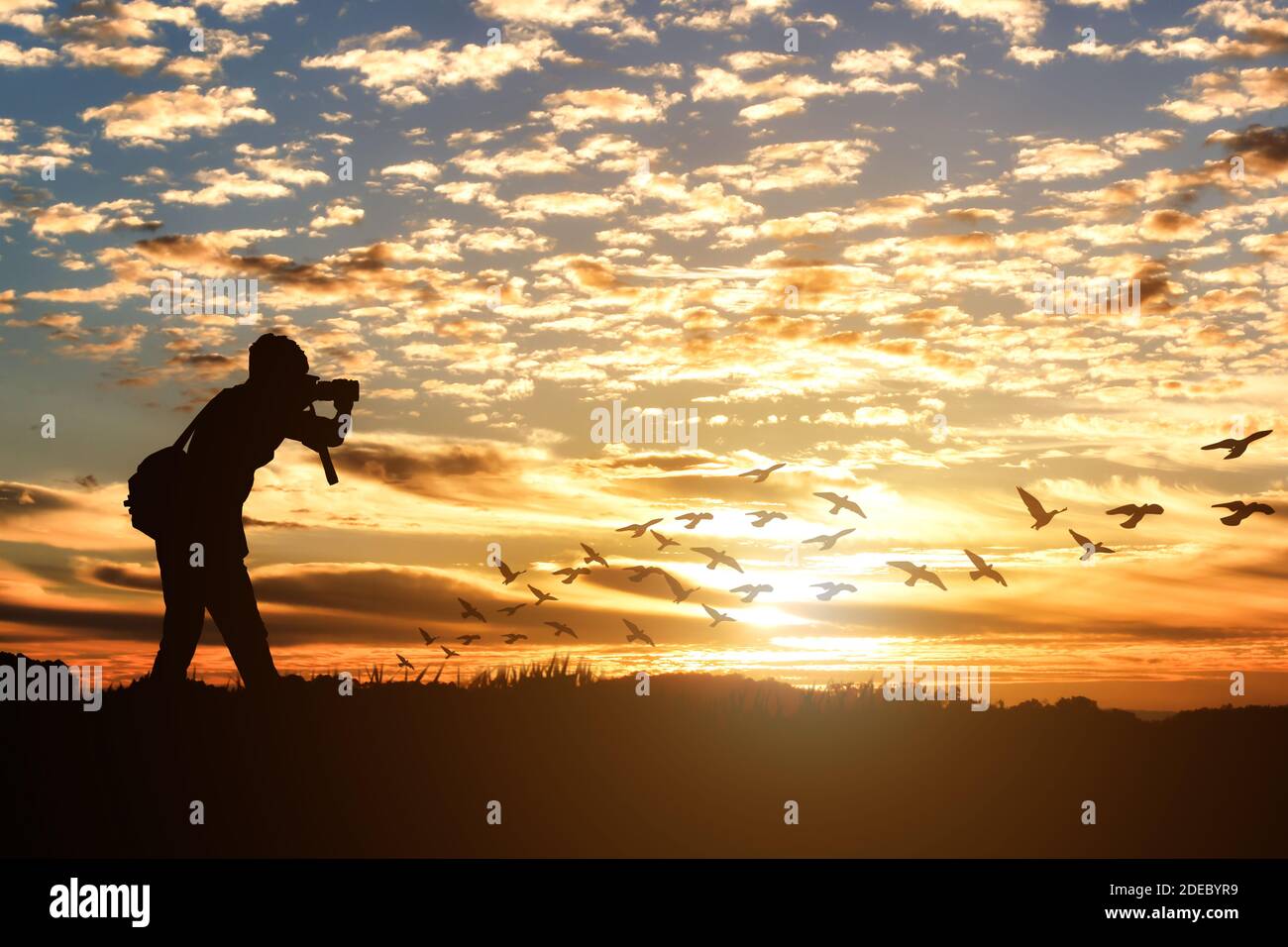 Silhouette of male photographer taking picture against sunset with a flock of birds flying. Stock Photo