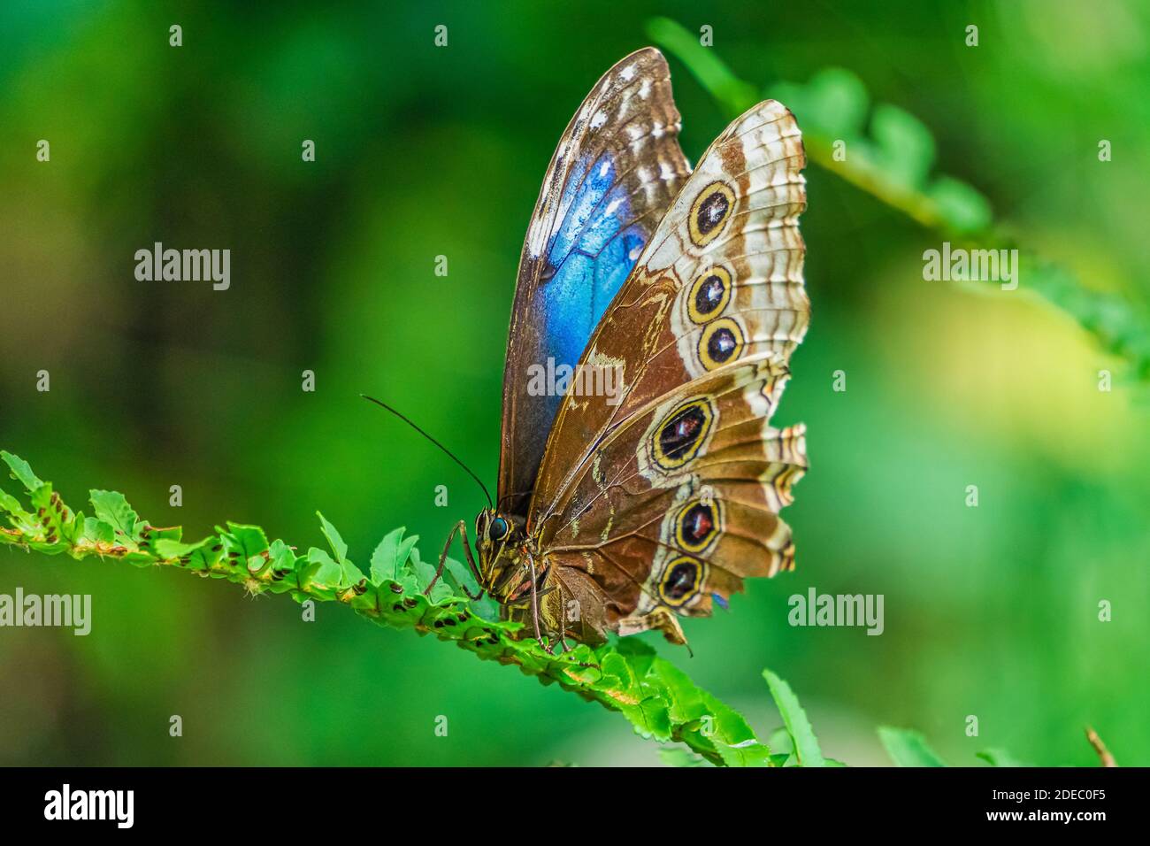 Blue Morpho butterfly, Morpho peleides isolated on green leaf. Stock Photo
