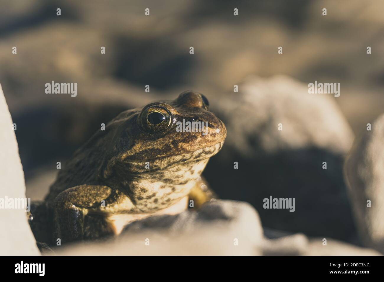 Close up Taurus frog (Rana Holtzi) view inside Cinili lake. Bolkar mountains, Nigde, Turkey. Stock Photo