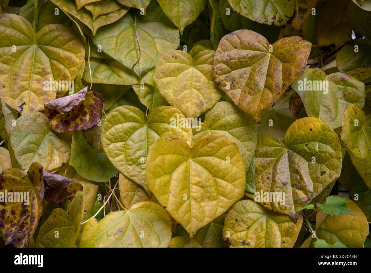 Autumn leaves of Menispermum dauricum Stock Photo