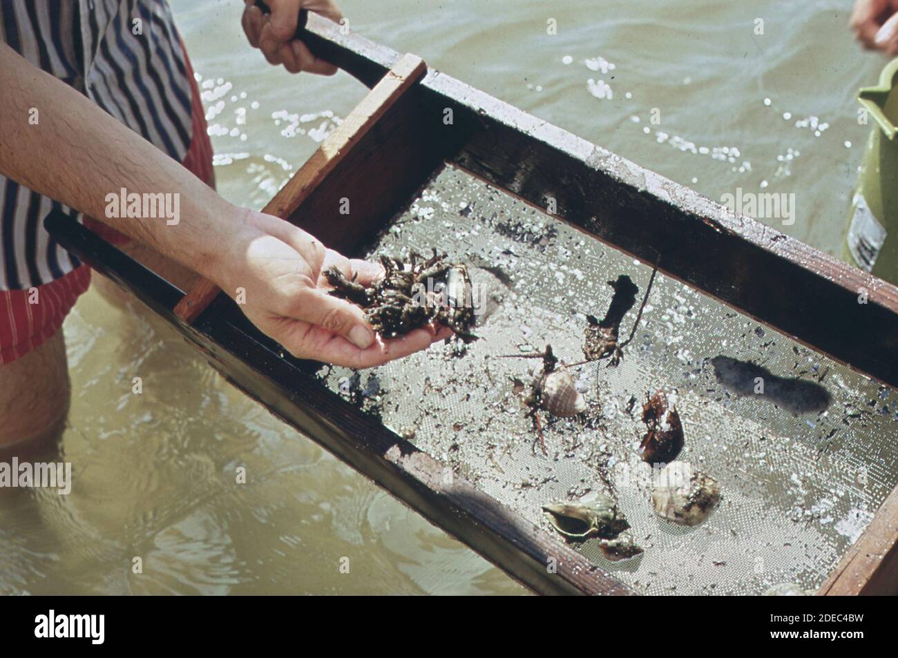 1970s Photo (1972) EPA Gulf Breeze Laboratory Field trip to a salt