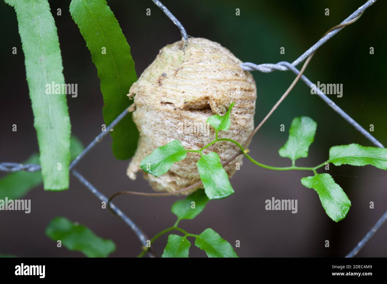 Ootheca (egg mass) of Giant Rainforest Mantid (Hierodula majuscula) on fence. November 2020. Cow Bay. Daintree National Park. Queensland. Australia. Stock Photo