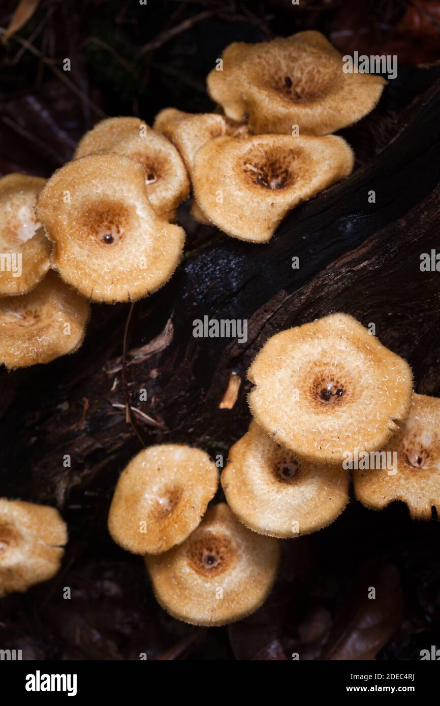 Fungi on log (Lentinus crinitus). November 2020. Cow Bay. Daintree National Park. Queensland. Australia. Stock Photo