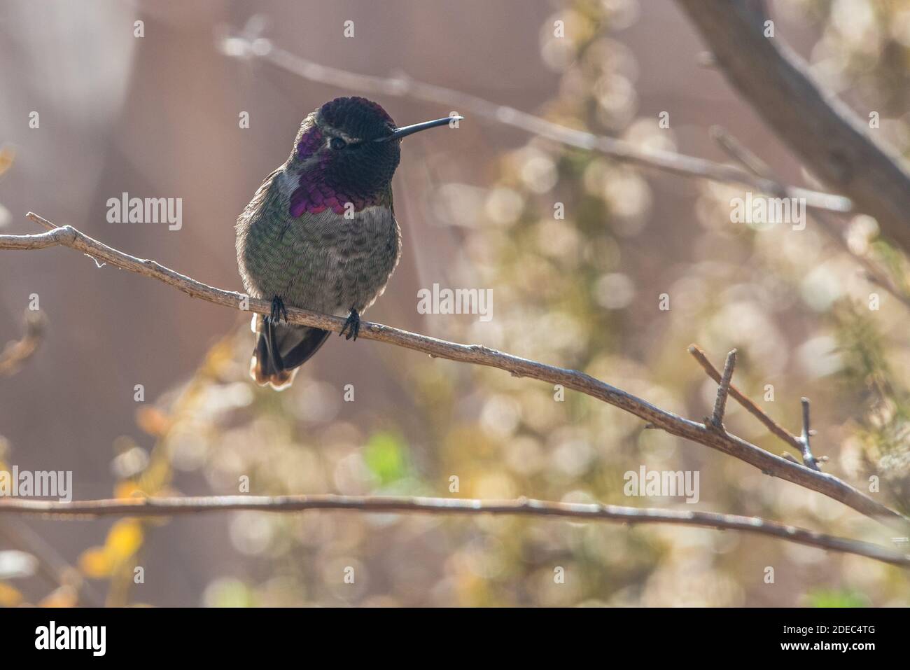 A male Anna's hummingbird (Calypte anna) from Sacramento National Wildlife refuge. Stock Photo