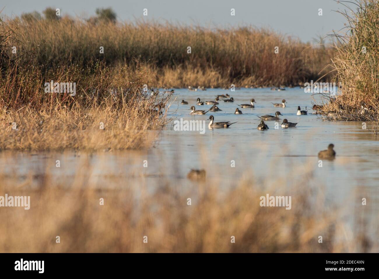 Ducks of multiple species congregate in a freshwater marsh in Sacramento National Wildlife Refuge in California. Stock Photo