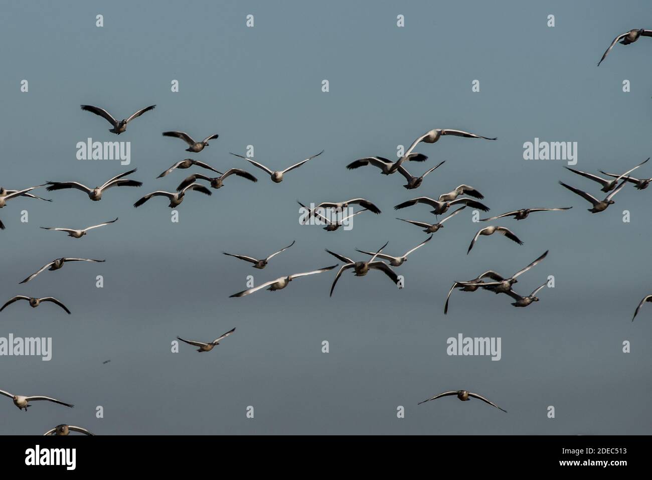 Huge flocks of snow geese (Anser caerulescens) arrive at Sacramento National wildlife refuge in California in November as they migrate from the North. Stock Photo