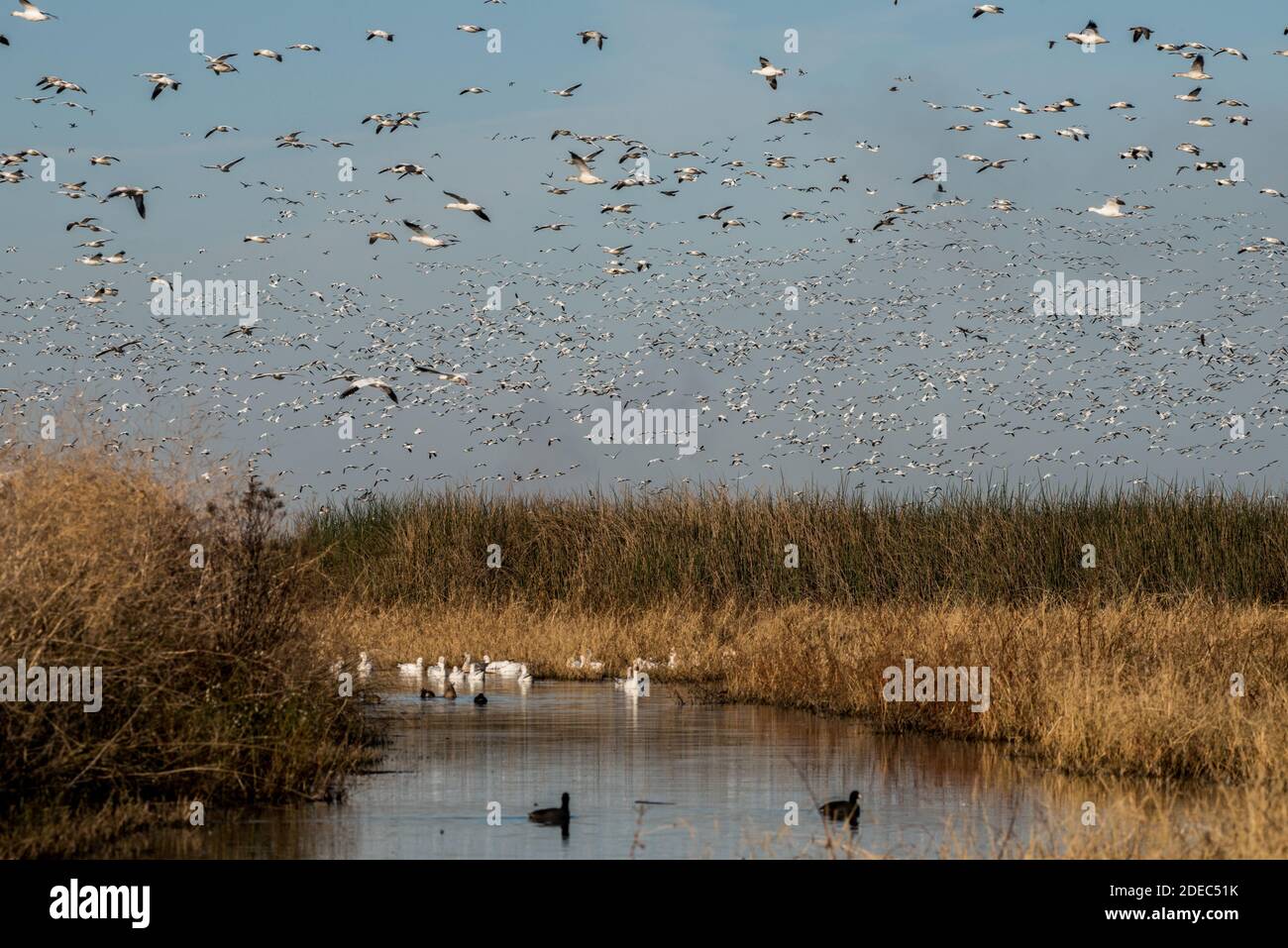 Migrating snow geese (Anser caerulescens) arrive at Sacramento NWR in California in late fall by the tens of thousands. Stock Photo