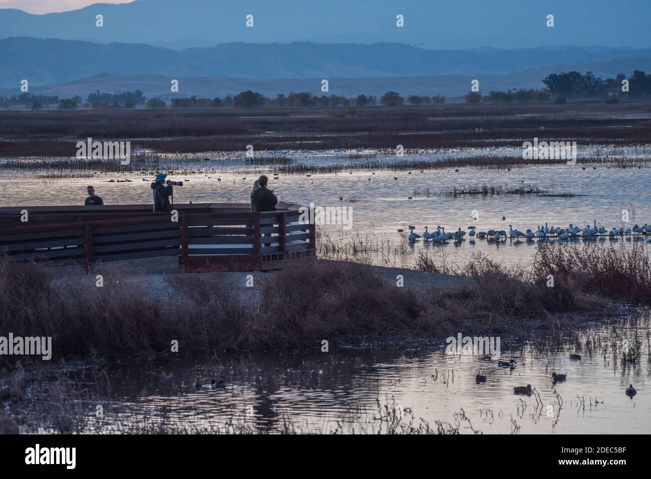 Visitors to Sacramento National wildlife refuge in California stand at an observation platform observing the nearby waterfowl in the marsh. Stock Photo