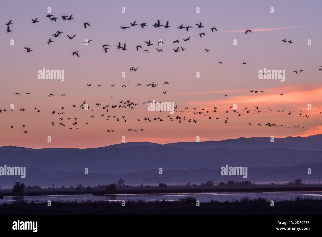Massive flocks of snow geese (Anser caerulescens) & Ross's geese fly over Sacramento NWR in the fall as the migrating birds arrive. Stock Photo