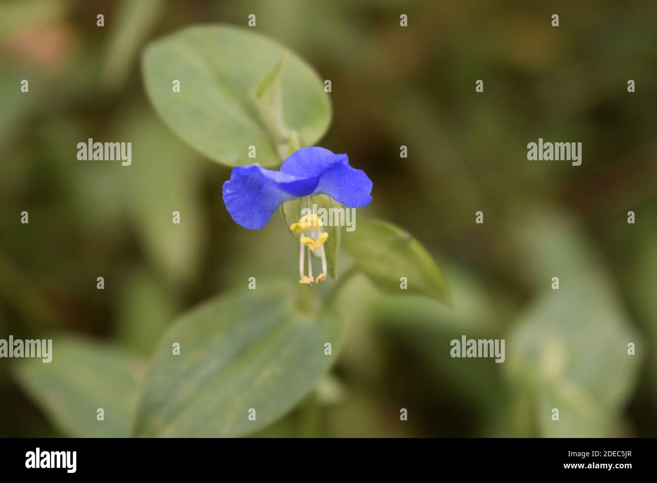A closeup shot of a commelina communis on blurred background Stock Photo