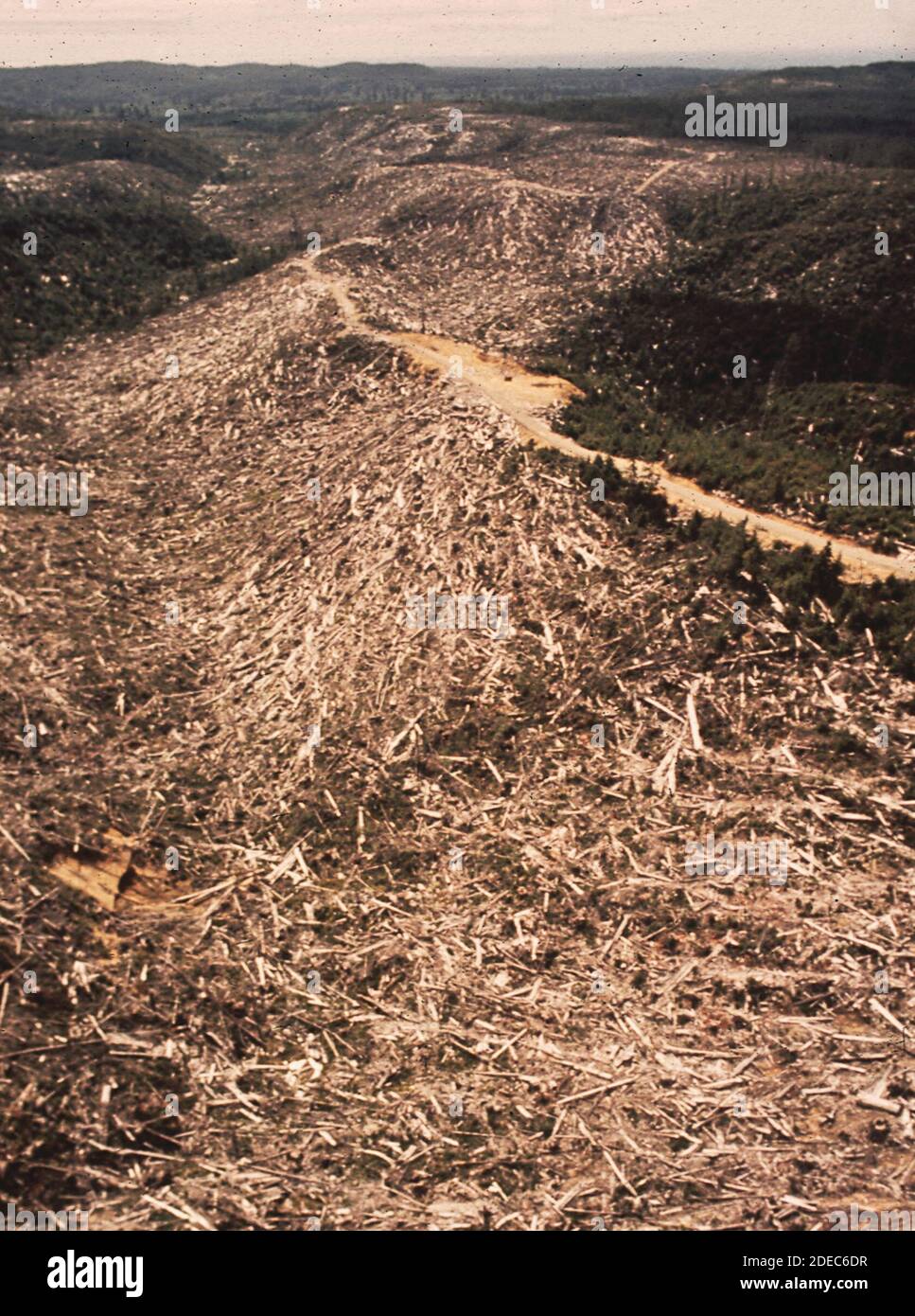 1970s Photos (1972) -  A large area of slash remains after logging operations (by the u.s. Bureau of Indian Affairs) on the Quinault indian reservation nearby salmon spawning grounds were destroyed Stock Photo