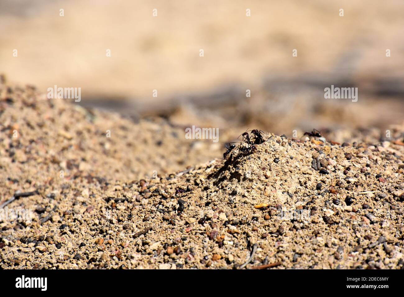 Ant texture hi-res stock photography and images - Alamy