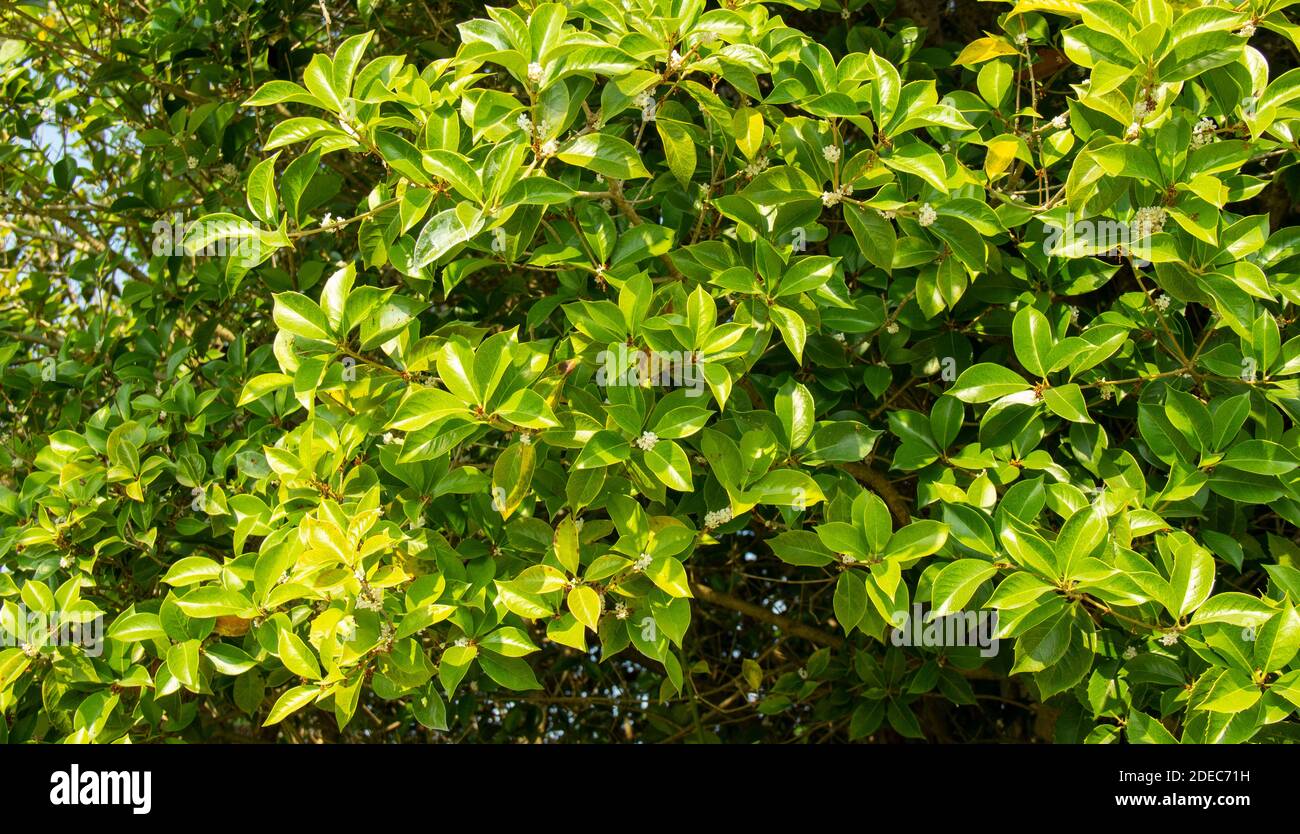 Magnolia grandiflora is a species of flowering plant. Leaves, flowers, young branches can be used to produce essential oil Stock Photo