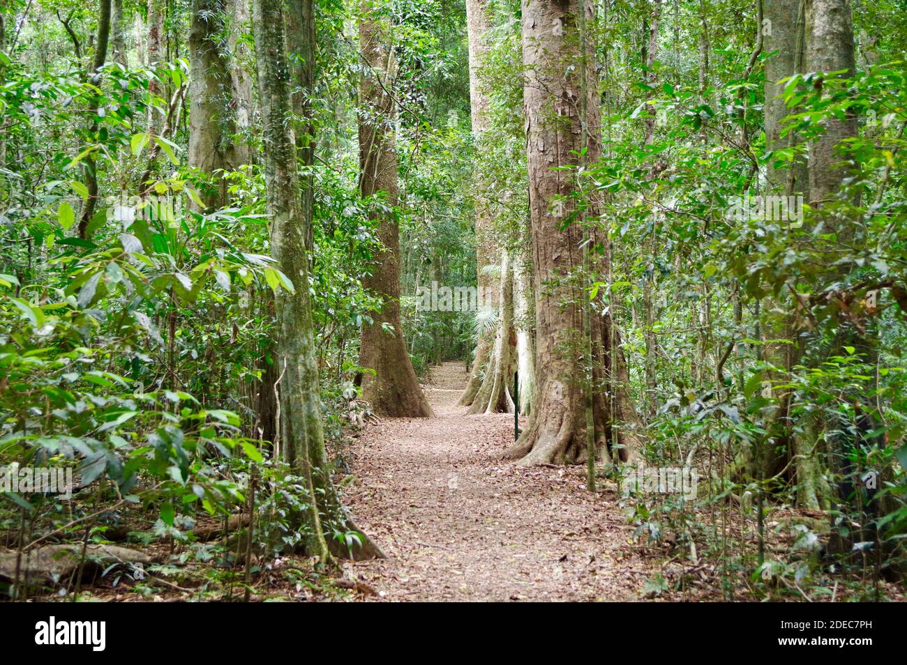 Peaceful path winding through rainforest trees Stock Photo