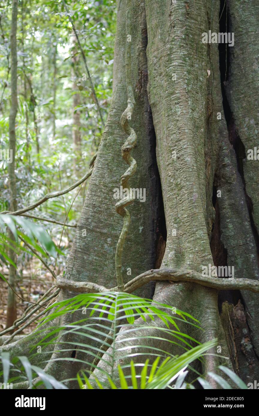 Wonga vine climbing buttress root Stock Photo