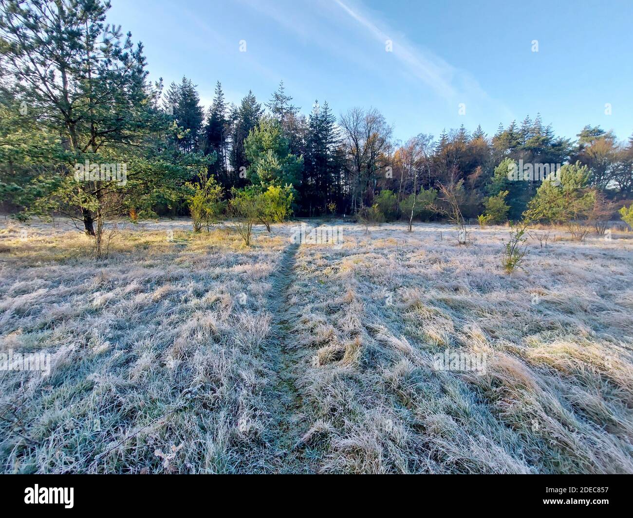 Frozen grass, tree trunk, reed , spider web and trunks in the morning ...