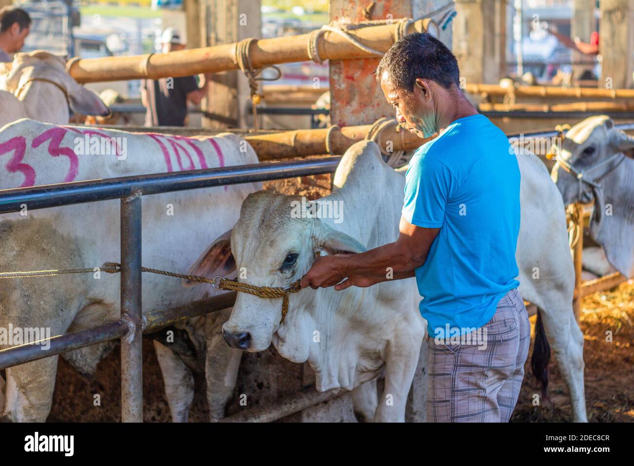 Cattle sold at the Padre Garcia Livestock Auction Market in Batangas