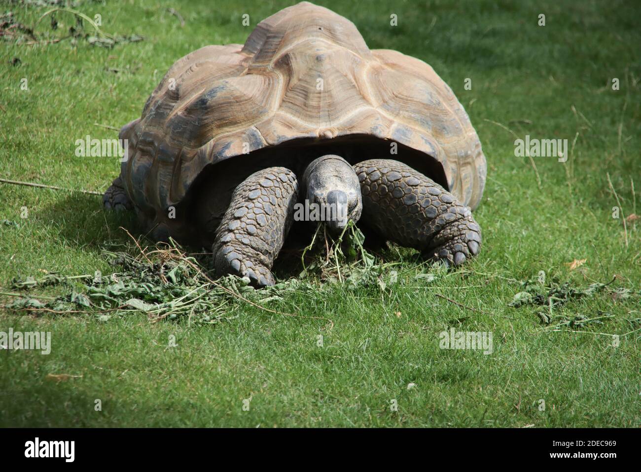 Forest tortoise in the enclosure of the elephants of Ouwehands Zoo in Rhenen the Netherlands Stock Photo