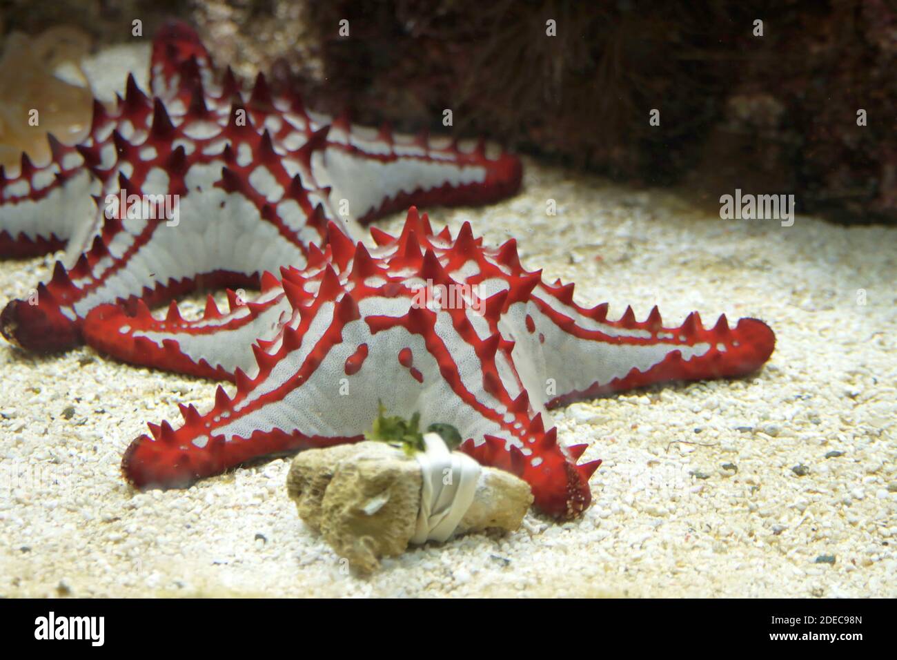 Red white starfish on the bottom of the water in Ouwehands Zoo in Rhenen Stock Photo
