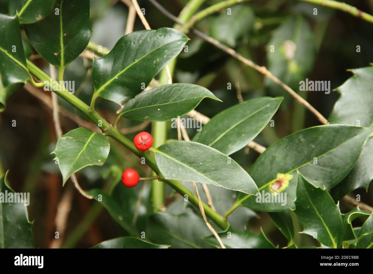Holly