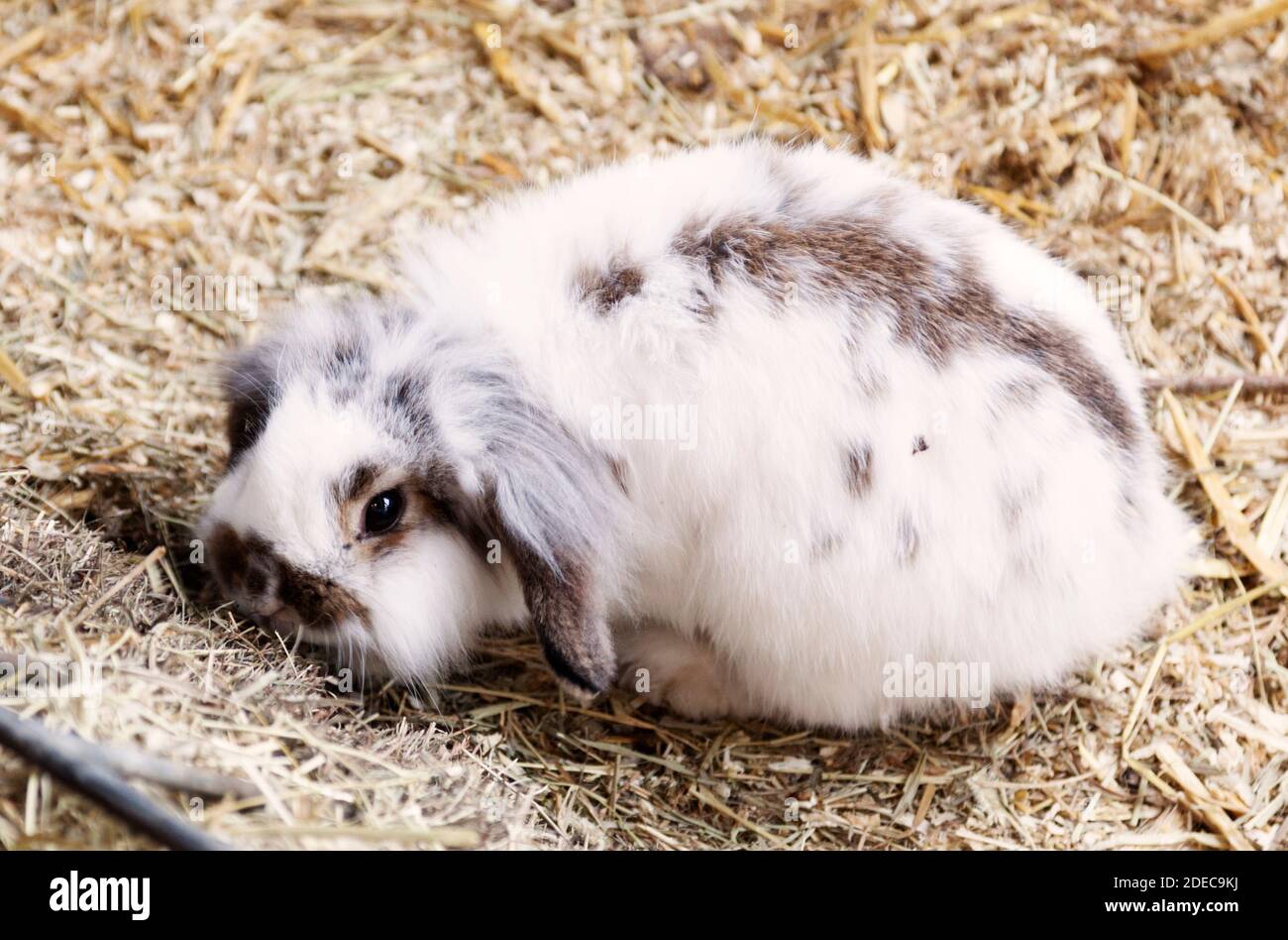 white and gray rabbit with long ears Stock Photo