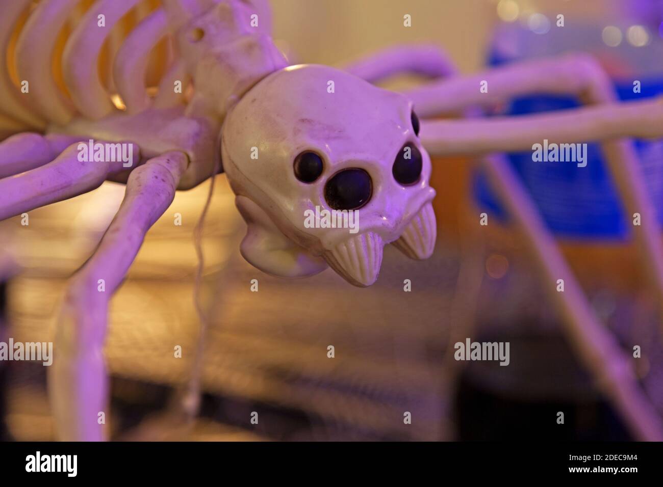 big skeleton spider for halloween Stock Photo