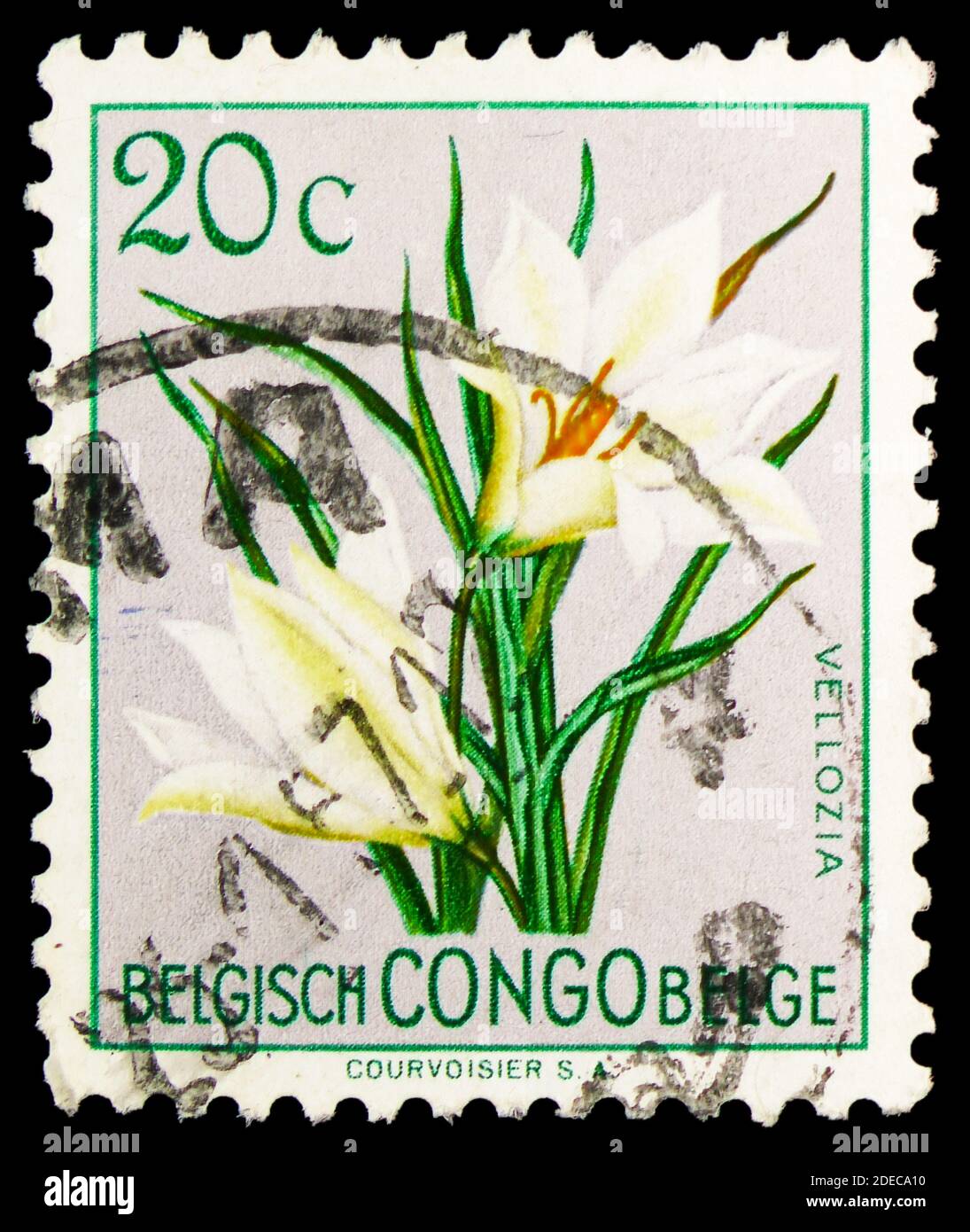 MOSCOW, RUSSIA - OCTOBER 17, 2020: Postage stamp printed in Belgish Congo shows Vellozia aequatorialis, Flowers serie, circa 1952 Stock Photo