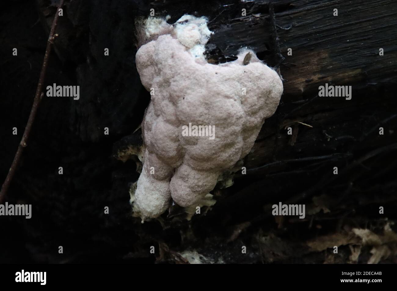 Postia ptychogaster, commonly known as the powderpuff bracket, is a species of fungus in the family Fomitopsidaceae on a tree Stock Photo