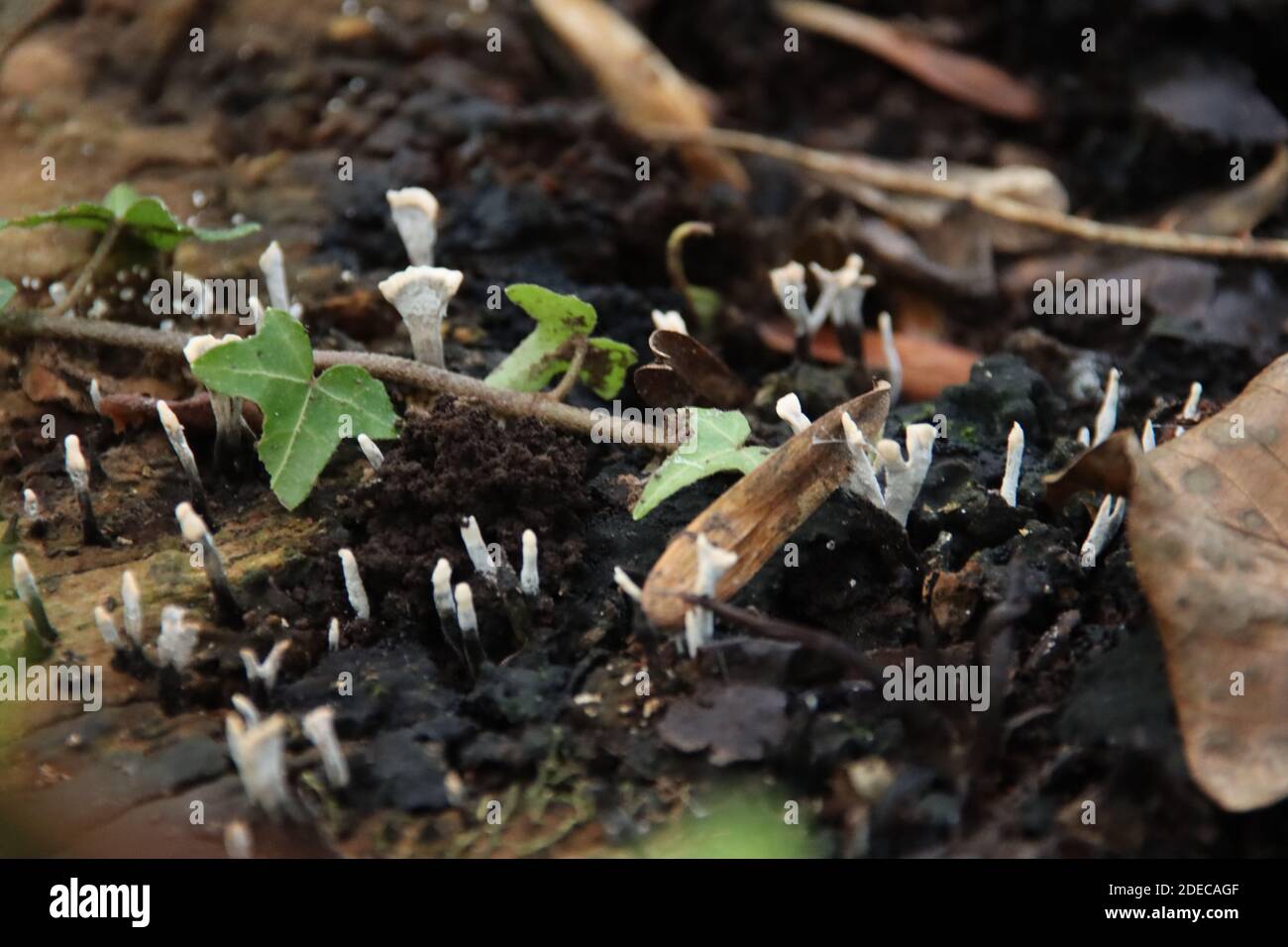 Xylaria hypoxylon is a species of fungus in the genus Xylaria. It is known by a variety of common names, such as the candlestick fungus, the candlesnu Stock Photo