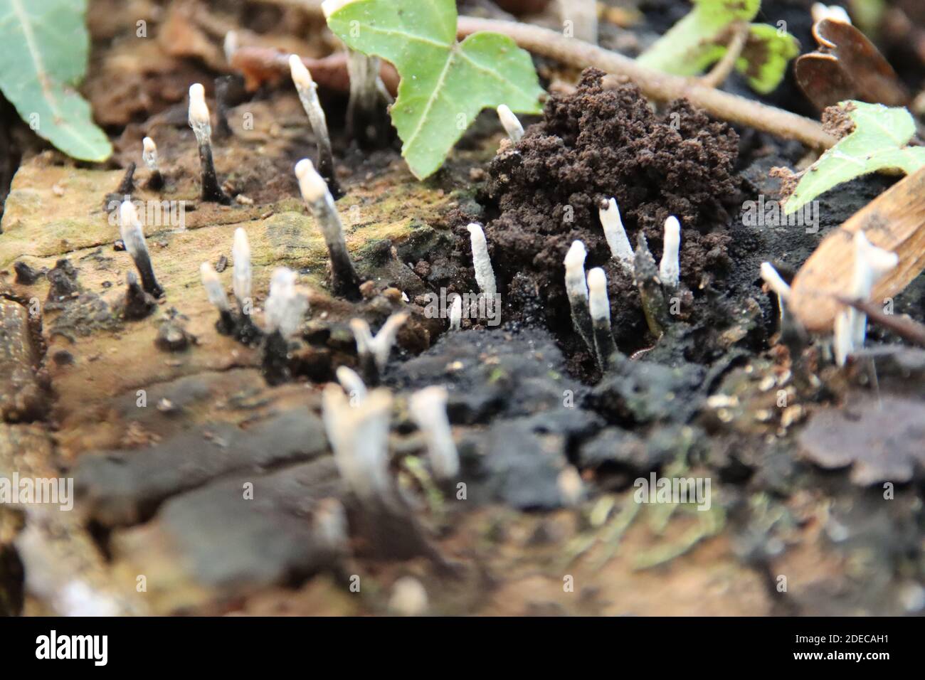 Xylaria hypoxylon is a species of fungus in the genus Xylaria. It is known by a variety of common names, such as the candlestick fungus, the candlesnu Stock Photo