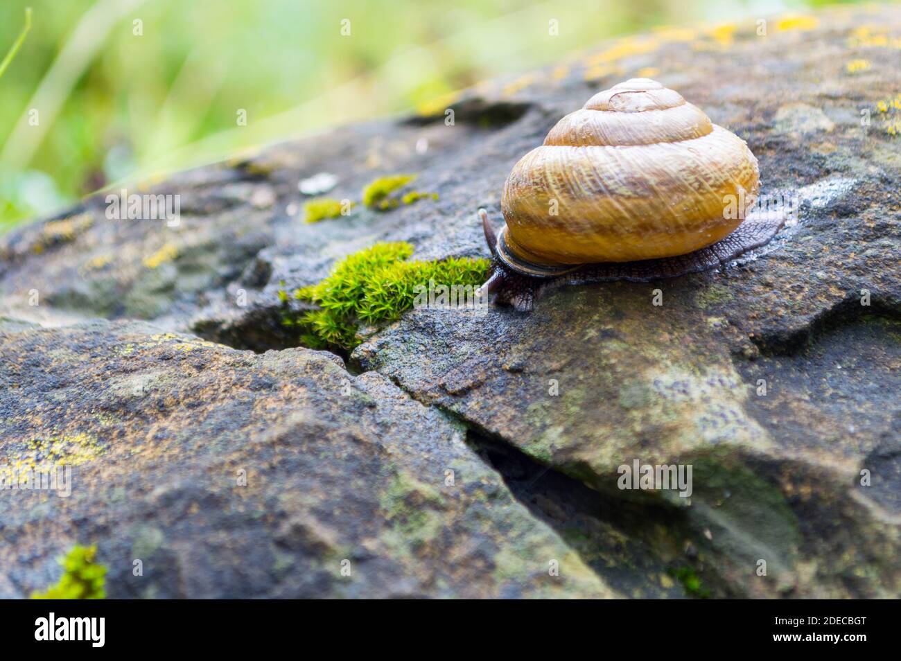 Snail crawling on the wet stone covered with moss Stock Photo - Alamy