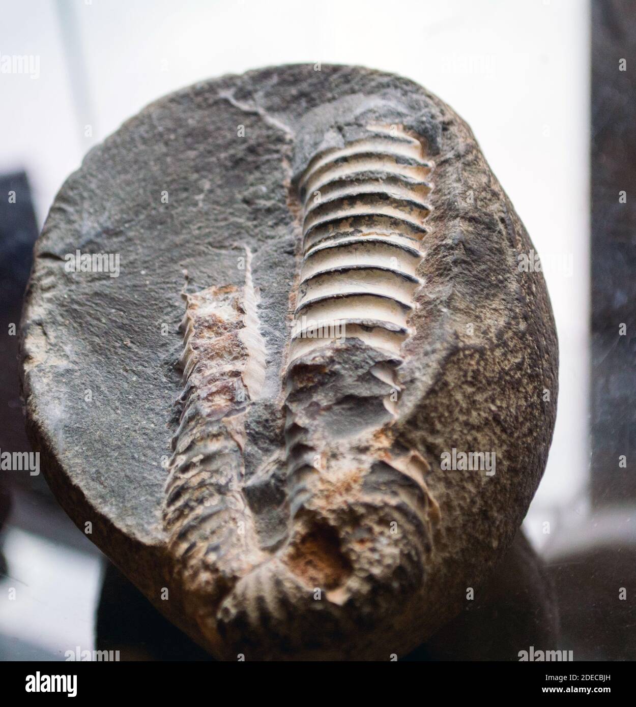 The ammonite fossil in the piece of rock on glass surface Stock Photo Alamy