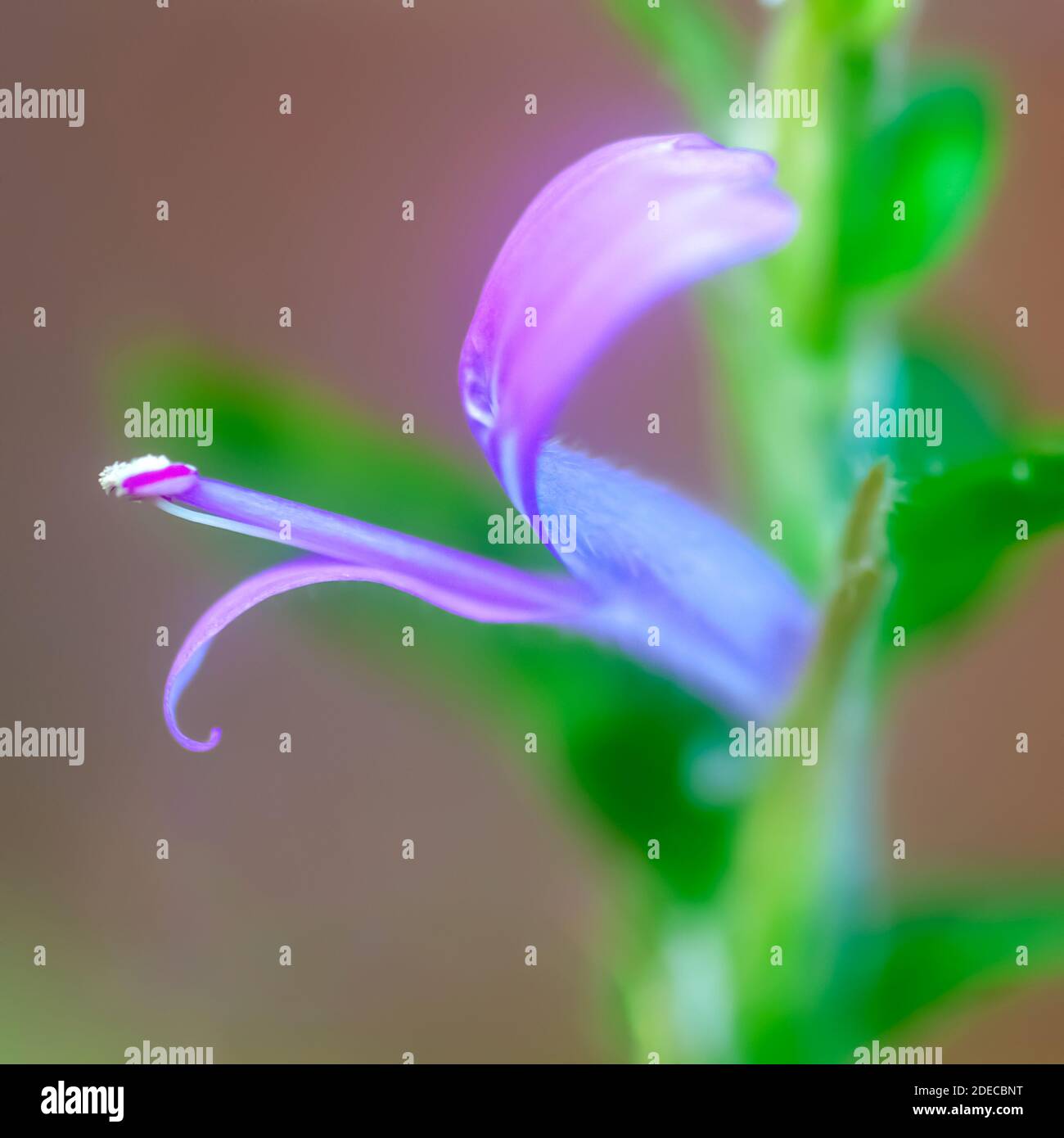 Extreme close up of a flower of a Hypoestes phyllostachya (the polka dot plant), a species of flowering plant in the family Acanthaceae, native to Sou Stock Photo