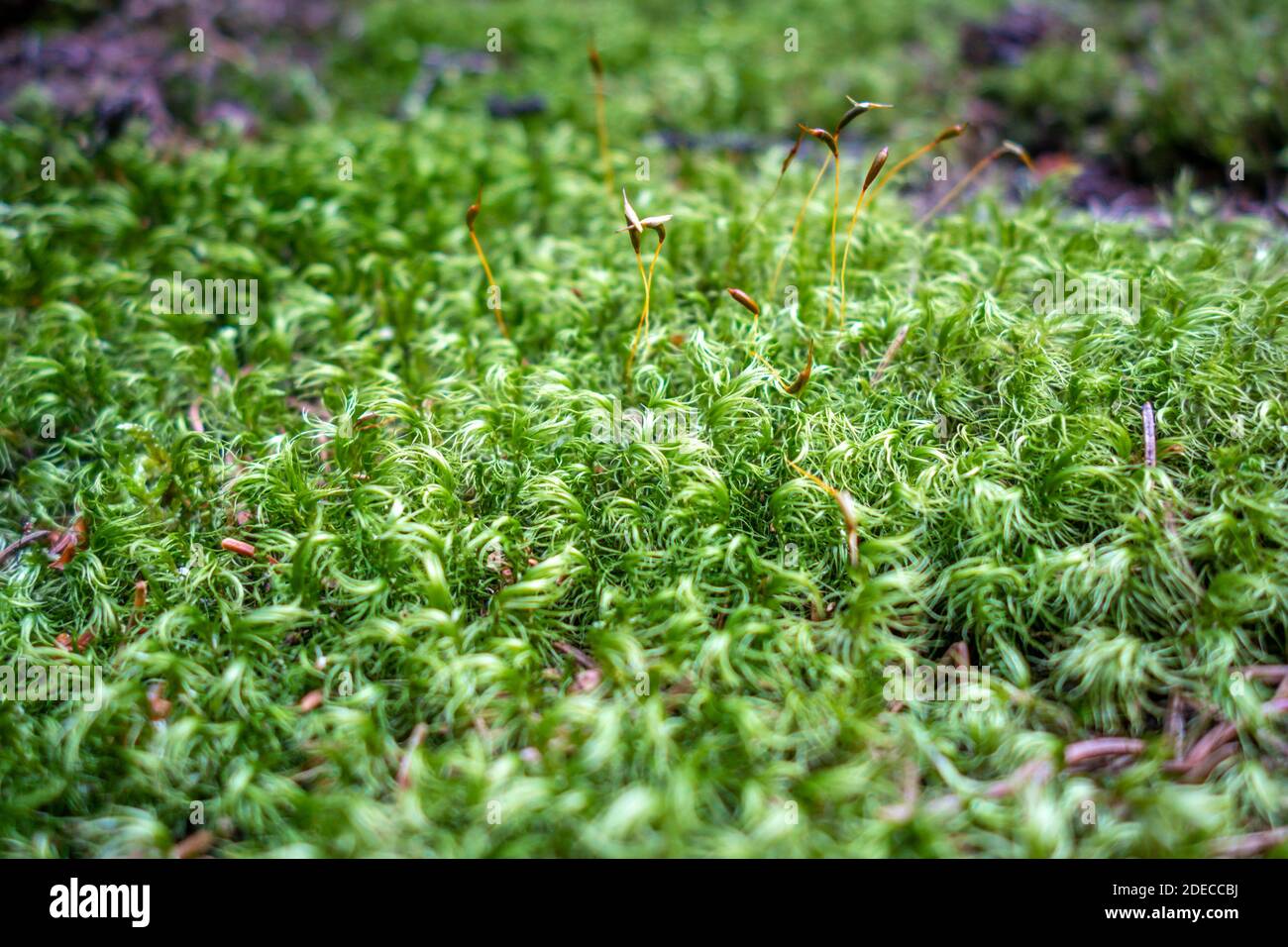 Moss detail in Vanoise national Park forest, French alps. Stock Photo