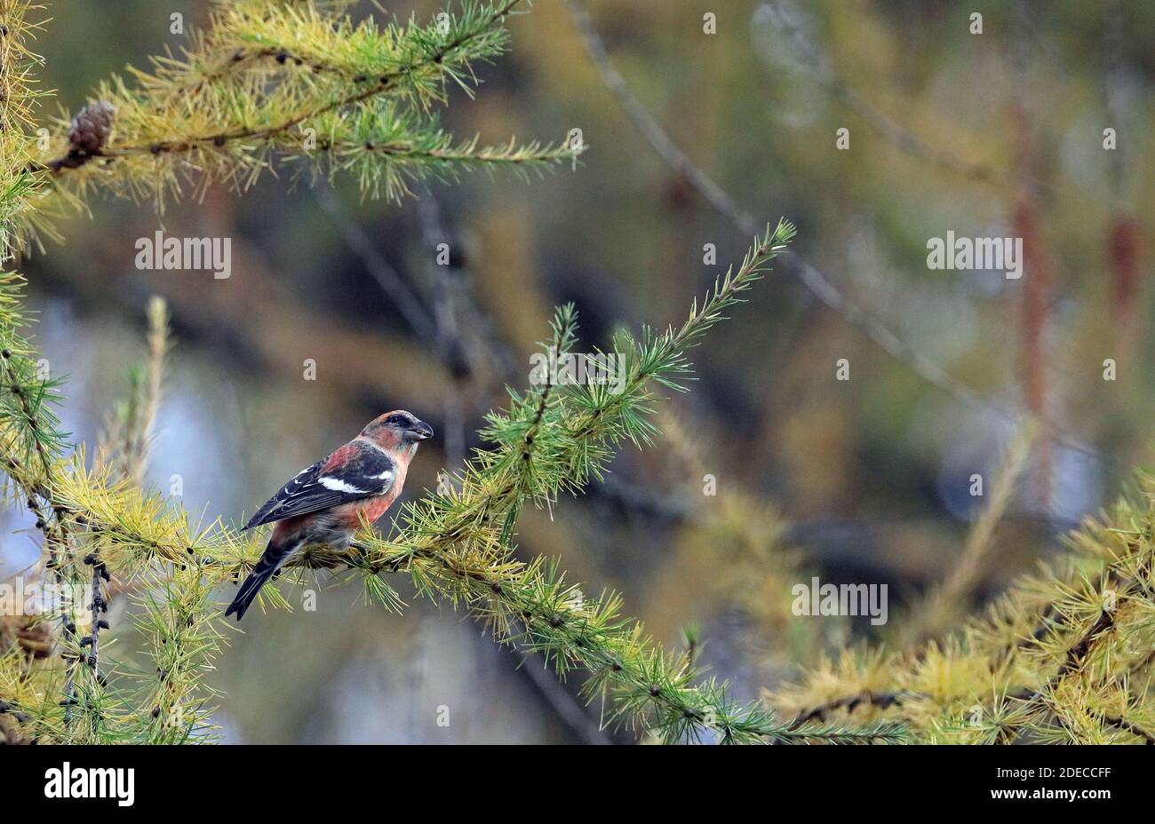 Two-barred crossbill, White-winged crossbill male in Larch tree Stock Photo
