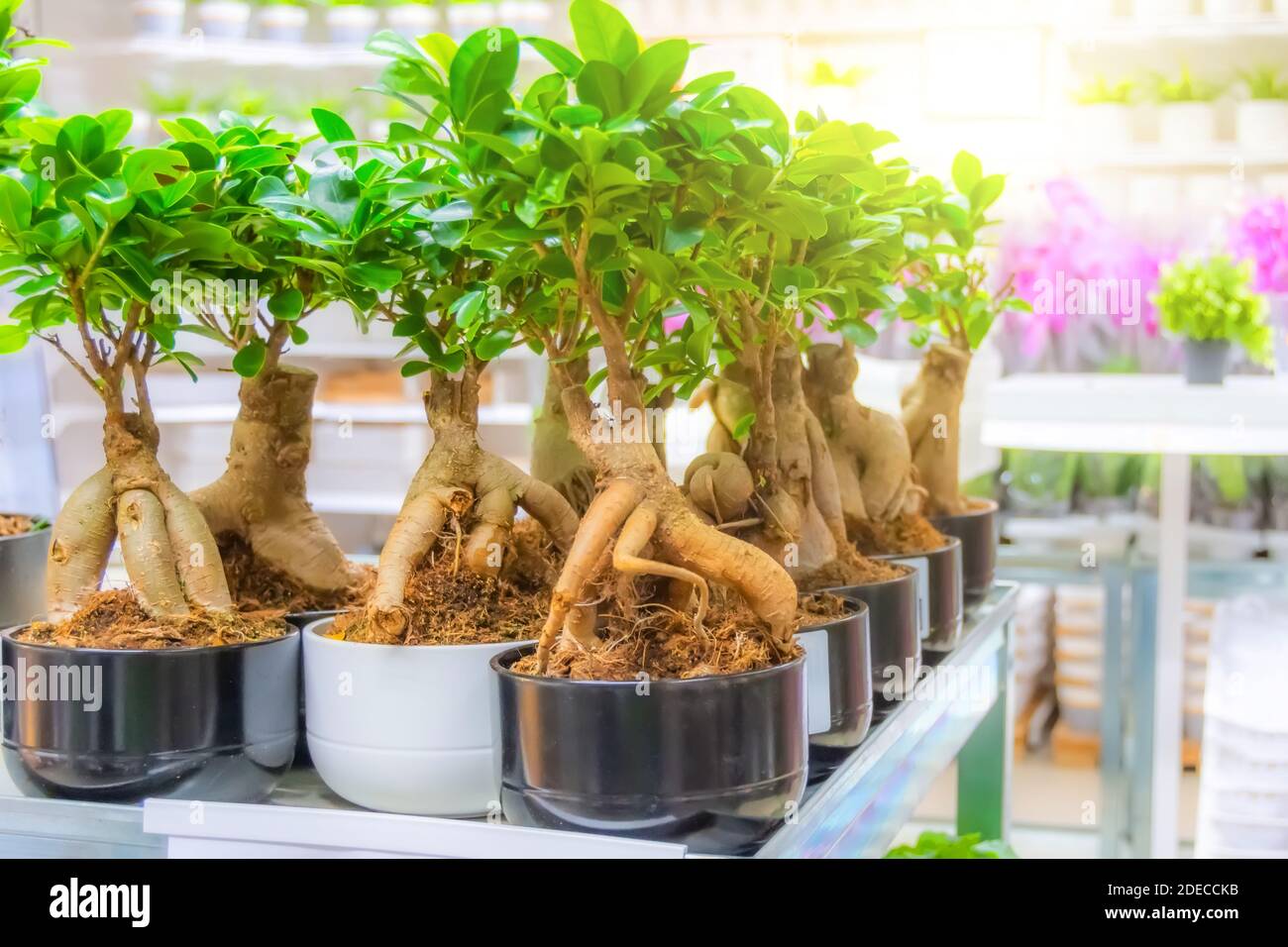 Ficus microcarpa on store shelves sale of indoor plants Stock Photo
