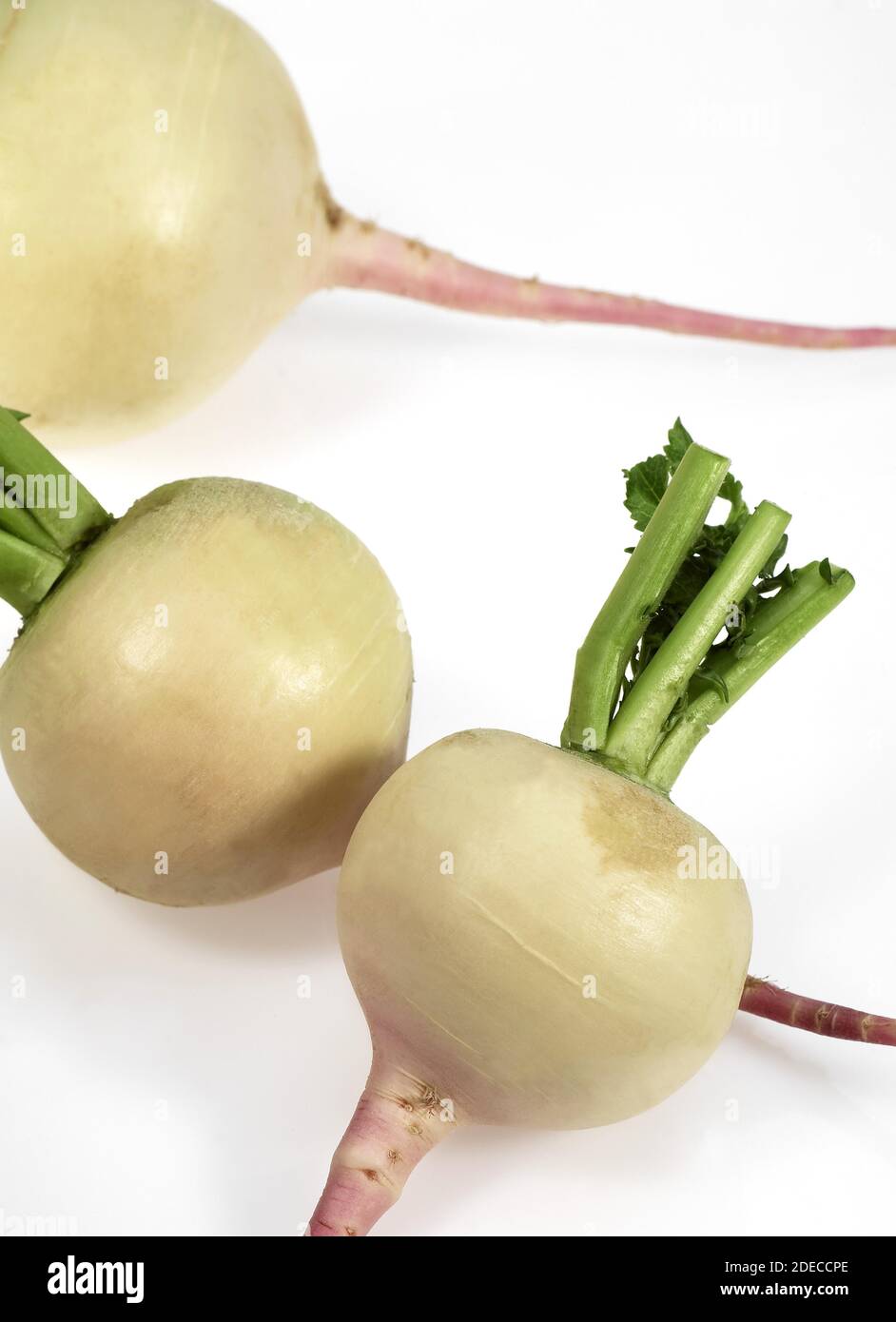 Turnips, brassica rapa, Vegetable against White Background Stock Photo