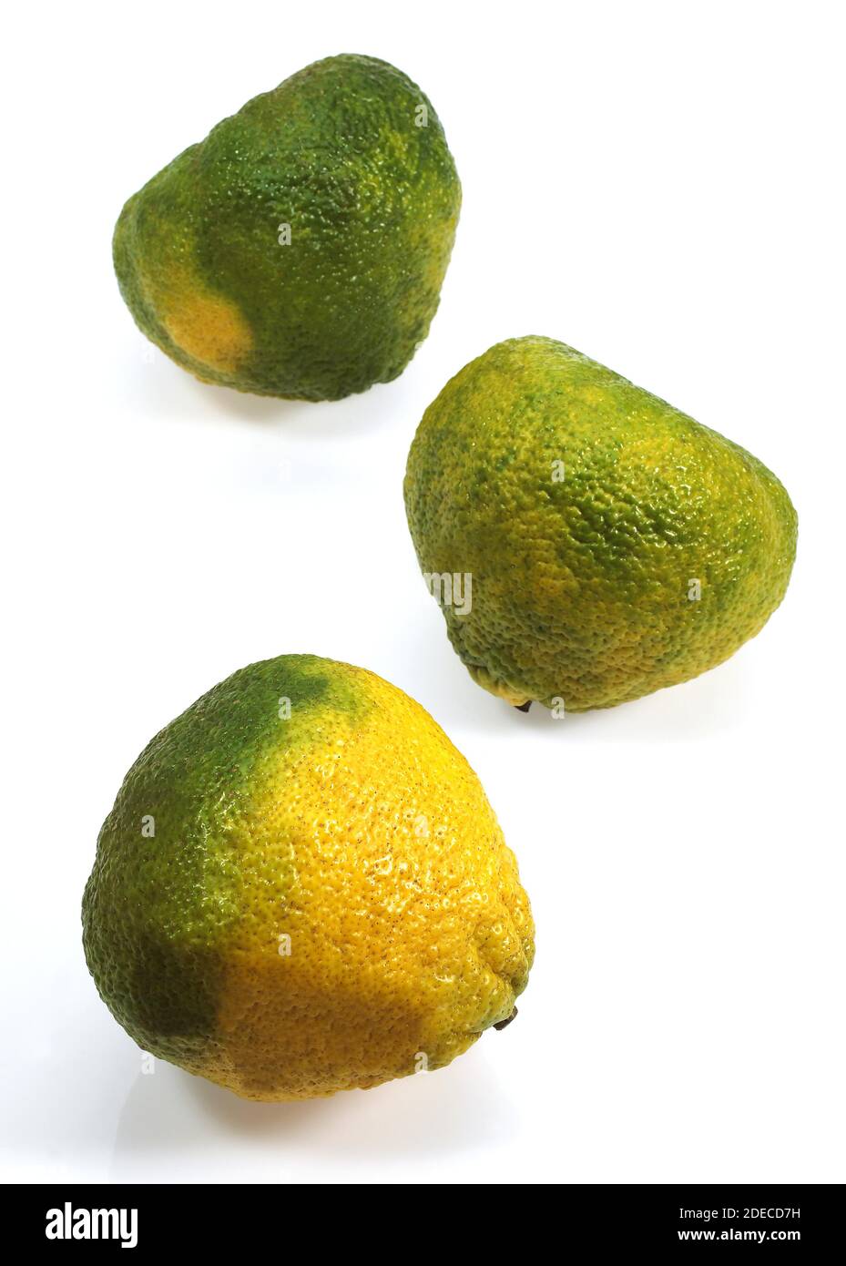 Ugly Grapefruit, citrus xtangelo, Fruits against White Background Stock