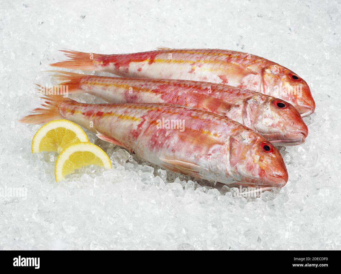 Gurnard, mullus surmuletus, Fresh Fish on Ice with Yellow Lemon Stock Photo