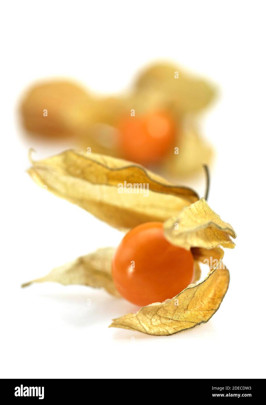 Chinese Lantern Fruit, physalis alkekenge, Fruits against White Background  Stock Photo - Alamy