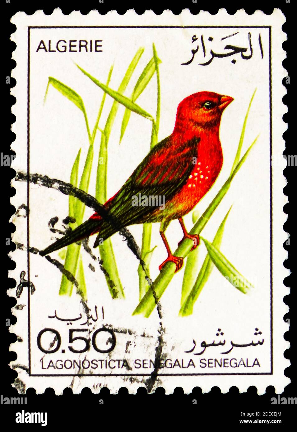 MOSCOW, RUSSIA - OCTOBER 17, 2020: Postage stamp printed in Algeria shows Red-billed Firefinch (Lagonosticta senegala senegala), Birds serie, circa 19 Stock Photo