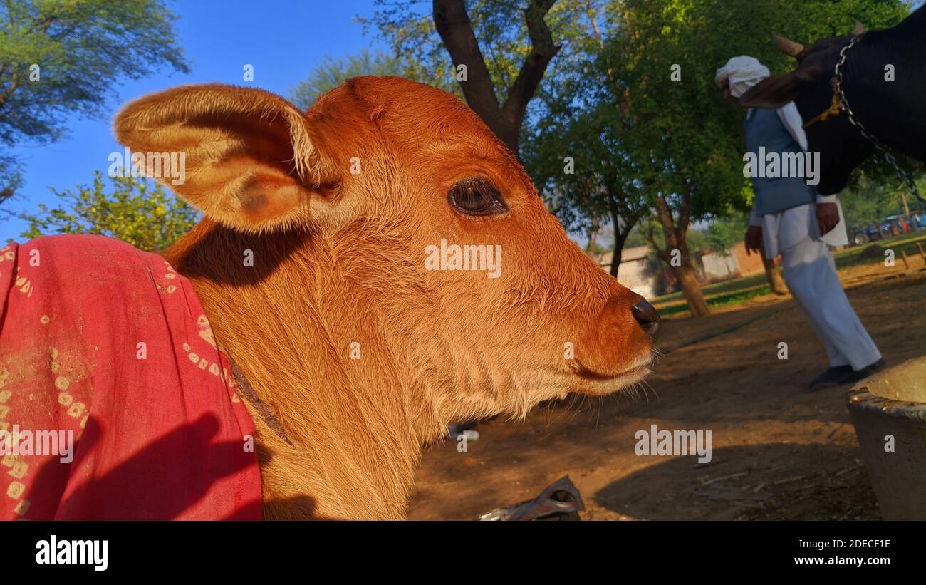 Cute face of brown cow calf. New born Jersey calf with spindly legs in winter season. Stock Photo