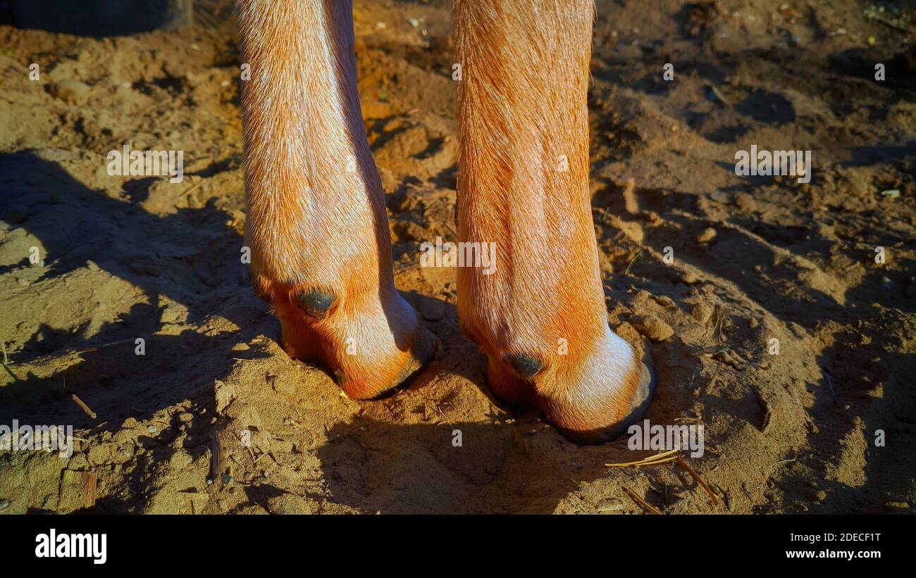 Domestic cow calf hooves of calf on the ground Stock Photo Alamy