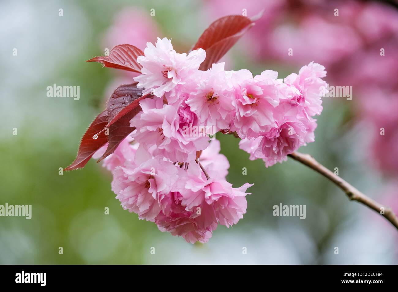 Cherry prunus flowers hi-res stock photography and images - Page 3