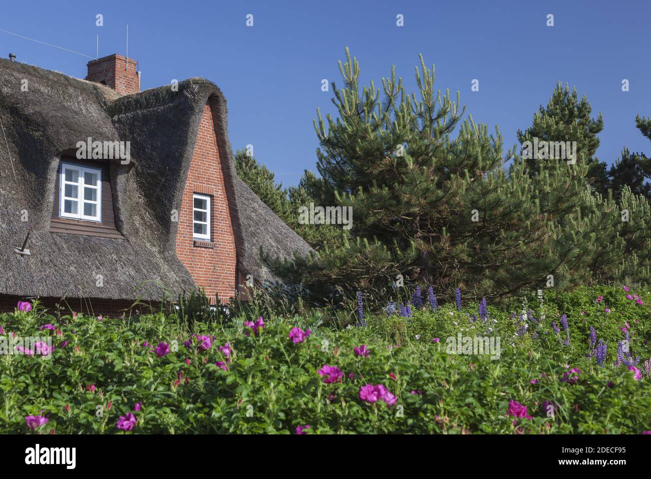 geography / travel, Germany, Schleswig-Holstein, isle Sylt, thatched-roof house in Westerheide, Additional-Rights-Clearance-Info-Not-Available Stock Photo
