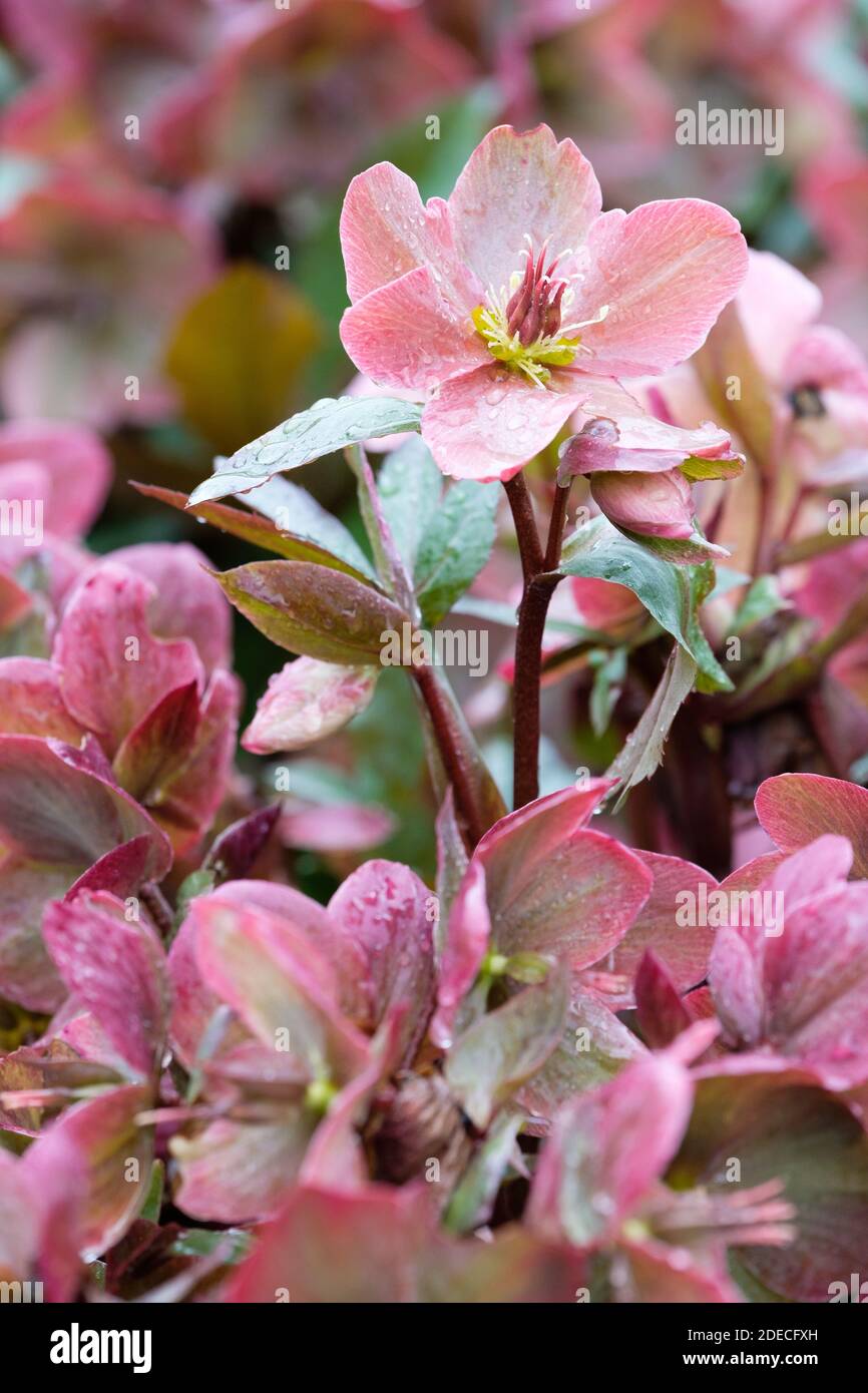 Deep pink flowers of Helleborus 'Pink Frost'. Helleborus × ballardiae 'HGC Pink Frost' . Snow Rose 'Pink Frost'. Helleborus 'Coseh 710'. Stock Photo
