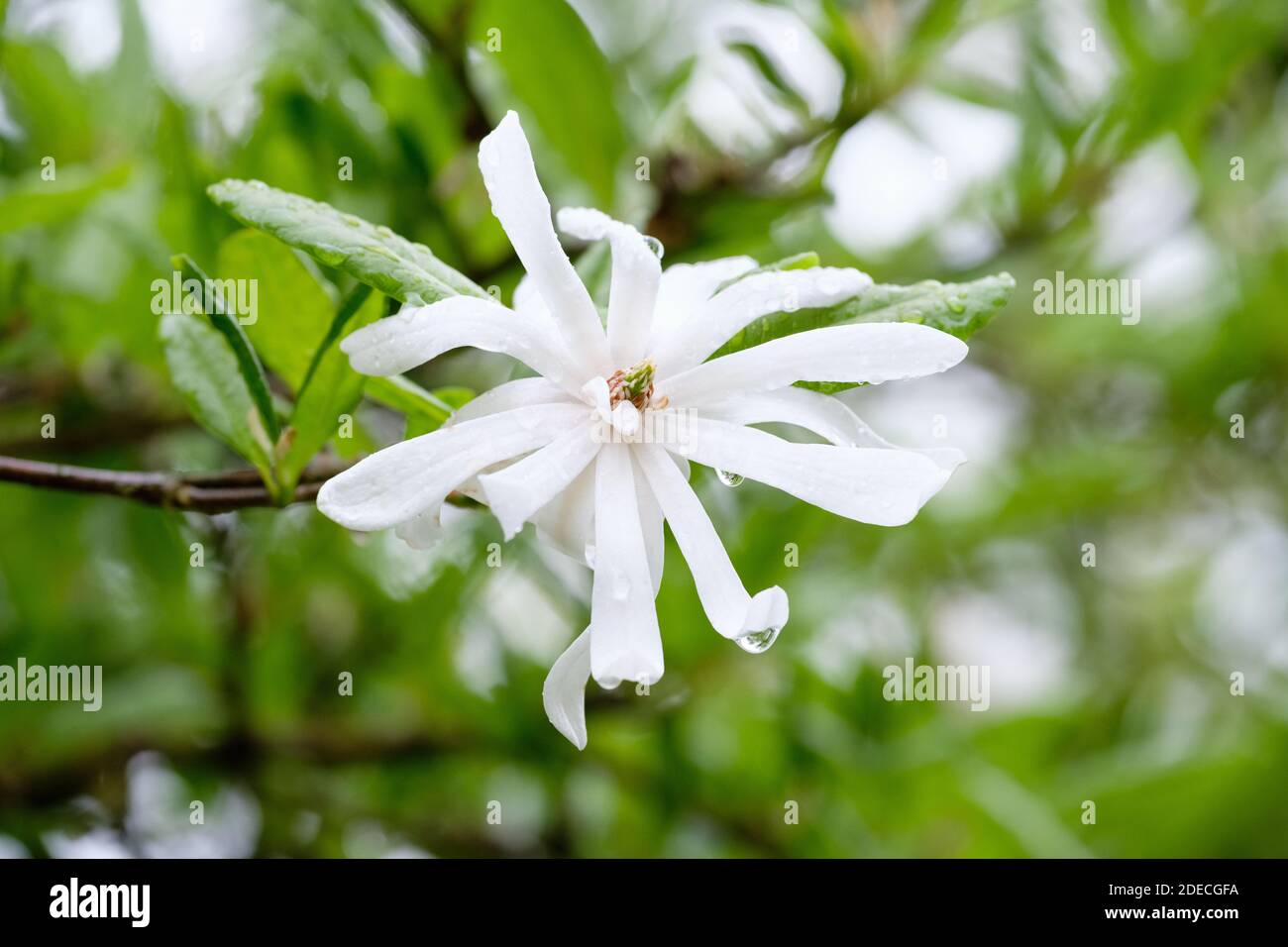 Magnolia x loebneri ‘Merrill’. Magnolia 'Merrill'. Löbner’s Magnolia Stock Photo