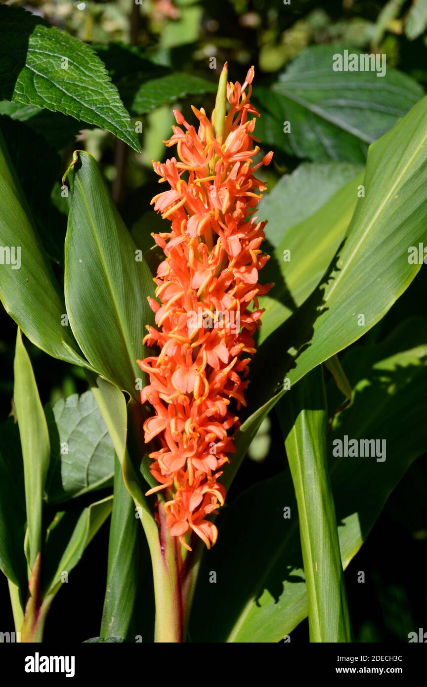 Ginger Lilies High Resolution Stock Photography And Images Alamy Ginger Lilies High Resolution Stock Photography And Images Alamy